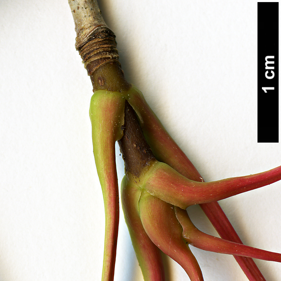 High resolution image: Family: Sapindaceae - Genus: Acer - Taxon: pictum - SpeciesSub: subsp. macropterum High resolution image: Family: Sapindaceae - Genus: Acer - Taxon: pictum - SpeciesSub: subsp. macropterum